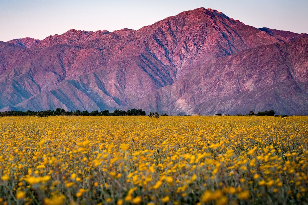 East County San Diego Flowers
